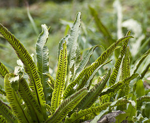 Asplenium scolopendrium (Aspleniaceae)  - Doradille scolopendre, Scolopendre, Scolopendre officinale, Langue-de-cerf - Hart's-tongue Marne [France] 15/09/2007 - 210m