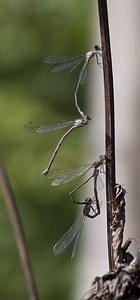 Chalcolestes viridis (Lestidae)  - Leste vert - Green Emerald Damselfly Nord [France] 30/09/2007 - 30m