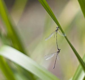 Chalcolestes viridis (Lestidae)  - Leste vert - Green Emerald Damselfly Nord [France] 30/09/2007 - 30m