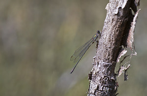 Chalcolestes viridis (Lestidae)  - Leste vert - Green Emerald Damselfly Nord [France] 30/09/2007 - 30m