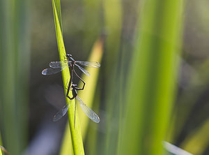 Chalcolestes viridis (Lestidae)  - Leste vert - Green Emerald Damselfly Nord [France] 30/09/2007 - 30m