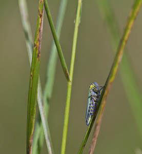 Cicadella viridis Cicadelle verte Green leafhopper