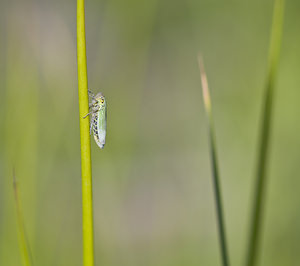 Cicadella viridis (Cicadellidae)  - Cicadelle verte - Green leafhopper Marne [France] 15/09/2007 - 200m