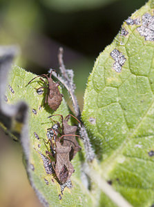 Coreus marginatus (Coreidae)  - Corée marginée - Stock bug Marne [France] 16/09/2007 - 190m