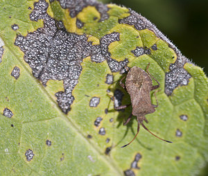 Coreus marginatus (Coreidae)  - Corée marginée - Stock bug Marne [France] 16/09/2007 - 190m