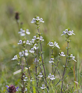 Euphrasia stricta (Orobanchaceae)  - Euphraise raide - Short-haired Eyebright  [France] 08/09/2007 - 160m