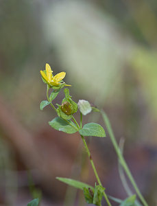 Hypericum humifusum (Hypericaceae)  - Millepertuis couché, Petit millepertuis - Trailing St John's-wort Somme [France] 08/09/2007 - 170m