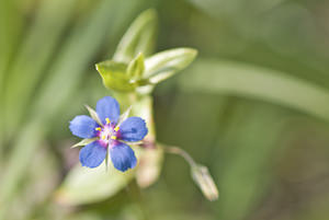 Lysimachia foemina (Primulaceae)  - Lysimaque bleue, Mouron femelle, Mouron bleu - Blue Pimpernel Marne [France] 15/09/2007 - 240mles p?tales plus ?troits et ? bord glabre permettent de faire la diff?rence avec la forme bleue d'anagallis arvensis