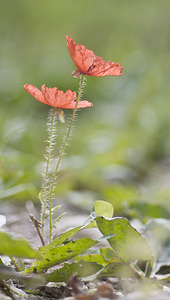 Papaver rhoeas (Papaveraceae)  - Coquelicot, Grand coquelicot, Pavot coquelicot - Common Poppy  [France] 08/09/2007 - 160mIci des  sujets de toute petite taille (pauvret? du sol ? Pousse tardive ?) mais reconnaissables ? la pilosit? tr?s ?tal?e qui remonte jusque sous la fleur.