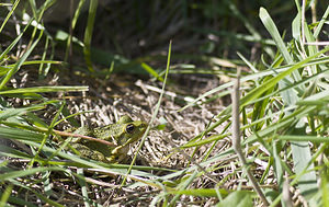 Pelophylax lessonae (Ranidae)  - Grenouille de Lessona - Pool Frog Marne [France] 16/09/2007 - 150m