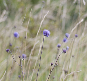 Scabiosa columbaria (Caprifoliaceae)  - Scabieuse colombaire, oeil-de-perdrix - Small Scabious  [France] 08/09/2007 - 160m