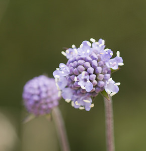 Scabiosa columbaria (Caprifoliaceae)  - Scabieuse colombaire, oeil-de-perdrix - Small Scabious  [France] 08/09/2007 - 160m