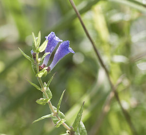 Scutellaria galericulata (Lamiaceae)  - Scutellaire à casque, Scutellaire casquée, Grande toque - Skullcap Marne [France] 16/09/2007 - 180m