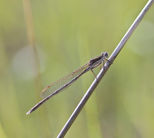 Sympecma fusca (Lestidae)  - Leste brun - Brown Emerald Damselfly Marne [France] 15/09/2007 - 240m