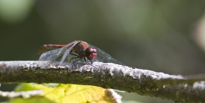Sympetrum sanguineum (Libellulidae)  - Sympétrum sanguin, Sympétrum rouge sang - Ruddy Darter Nord [France] 30/09/2007 - 30m