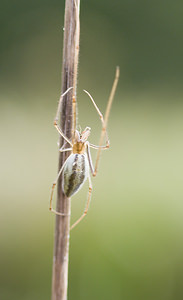 Tetragnatha extensa (Tetragnathidae)  - Tétragnathe étirée Marne [France] 16/09/2007 - 180m