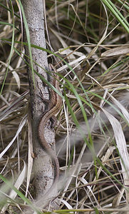 Zootoca vivipara (Lacertidae)  - Lézard vivipare - Viviparous Lizard Nord [France] 30/09/2007 - 30m