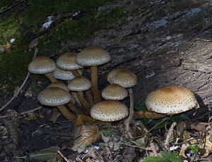 Armillaria ostoyae (Tricholomataceae)  - Armillaire obscure, Armillaire des résineux - Dark Honey Fungus Pas-de-Calais [France] 20/10/2007 - 60m