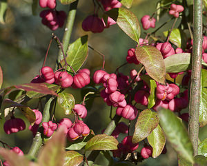 Euonymus europaeus (Celastraceae)  - Fusain d'Europe, Bonnet-d'évêque Pas-de-Calais [France] 20/10/2007 - 10m