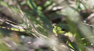 Hyla arborea Rainette verte Common Tree Frog