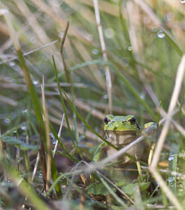 Hyla arborea (Hylidae)  - Rainette verte - Common Tree Frog Pas-de-Calais [France] 20/10/2007 - 10m