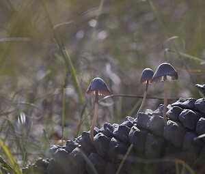 Mycena seynii (Mycenaceae)  Pas-de-Calais [France] 14/10/2007 - 30m