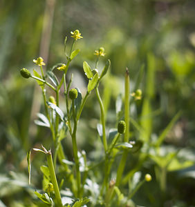 Ranunculus sceleratus (Ranunculaceae)  - Renoncule scélérate, Renoncule à feuilles de céleri - Celery-leaved Buttercup Pas-de-Calais [France] 06/10/2007 - 20m