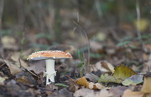 Amanita muscaria (Amanitaceae)  - Amanite tue-mouches, Fausse oronge - Fly Agaric Pas-de-Calais [France] 03/11/2007 - 30m