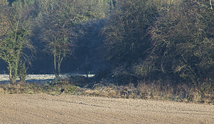 Capreolus capreolus (Cervidae)  - Chevreuil européen, Chevreuil, Brocard (mâle), Chevrette (femelle) - Roe Deer Pas-de-Calais [France] 17/11/2007 - 80m