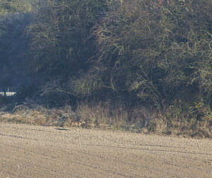 Capreolus capreolus (Cervidae)  - Chevreuil européen, Chevreuil, Brocard (mâle), Chevrette (femelle) - Roe Deer Pas-de-Calais [France] 17/11/2007 - 80m