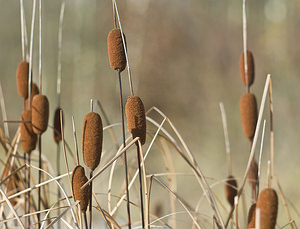 Typha laxmannii (Typhaceae)  - Massette de Laxmann Pas-de-Calais [France] 24/11/2007 - 40m