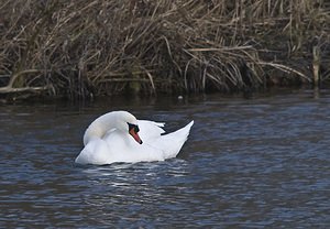 Cygnus olor (Anatidae)  - Cygne tuberculé - Mute Swan Nord [France] 26/01/2008 - 40m