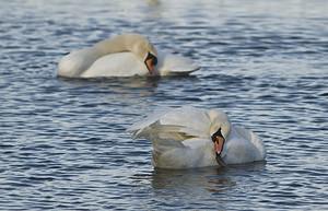 Cygnus olor (Anatidae)  - Cygne tuberculé - Mute Swan Pas-de-Calais [France] 26/01/2008 - 20m