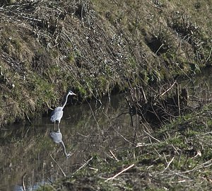 Ardea cinerea (Ardeidae)  - Héron cendré - Grey Heron Nord [France] 17/02/2008 - 30m