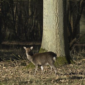 Cervus nippon (Cervidae)  - Cerf sika - Sika Deer Pas-de-Calais [France] 17/02/2008 - 100mIci en captivit? (ou semi-libert?, question de dictionnaire), le cerf Sika est originaire d'extr?me orient (Chine, Japon, Sib?rie...). Il en existe des populations retourn?es ? l'?tat sauvage un peu partout en europe et ailleurs.