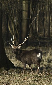 Cervus nippon (Cervidae)  - Cerf sika - Sika Deer Pas-de-Calais [France] 17/02/2008 - 100mIci en captivit? (ou semi-libert?, question de dictionnaire), le cerf Sika est originaire d'extr?me orient (Chine, Japon, Sib?rie...). Il en existe des populations retourn?es ? l'?tat sauvage un peu partout en europe et ailleurs.