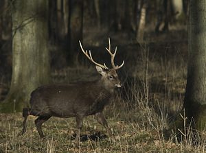 Cervus nippon (Cervidae)  - Cerf sika - Sika Deer Pas-de-Calais [France] 17/02/2008 - 100mIci en captivit? (ou semi-libert?, question de dictionnaire), le cerf Sika est originaire d'extr?me orient (Chine, Japon, Sib?rie...). Il en existe des populations retourn?es ? l'?tat sauvage un peu partout en europe et ailleurs.