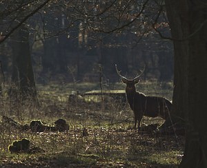 Cervus nippon (Cervidae)  - Cerf sika - Sika Deer Pas-de-Calais [France] 17/02/2008 - 100mIci en captivit? (ou semi-libert?, question de dictionnaire), le cerf Sika est originaire d'extr?me orient (Chine, Japon, Sib?rie...). Il en existe des populations retourn?es ? l'?tat sauvage un peu partout en europe et ailleurs.