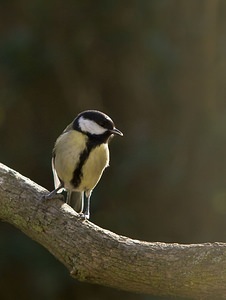 Parus major (Paridae)  - Mésange charbonnière - Great Tit Nord [France] 03/02/2008 - 40m