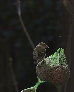 Spinus spinus (Fringillidae)  - Tarin des aulnes Nord [France] 03/02/2008 - 40m