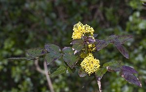 Berberis aquifolium (Berberidaceae)  - Mahonia à feuilles de houx, Mahonie à feuilles de houx, Faux houx, Épine-vinette à feuilles de houx - Oregon-grape Nord [France] 15/03/2008 - 40marbuste d'ornement originaire de l'ouest des ?tats unis, parfois naturalis? hors des jardins