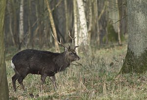 Cervus nippon (Cervidae)  - Cerf sika - Sika Deer Pas-de-Calais [France] 08/03/2008 - 100mphotographi? en enclos