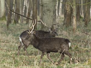 Cervus nippon (Cervidae)  - Cerf sika - Sika Deer Pas-de-Calais [France] 08/03/2008 - 100mphotographi? en enclos