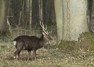 Cervus nippon (Cervidae)  - Cerf sika - Sika Deer Pas-de-Calais [France] 08/03/2008 - 100mphotographi? en enclos