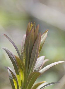 Euphorbia palustris (Euphorbiaceae)  - Euphorbe des marais Somme [France] 29/03/2008 - 10mici en jeunes pousses