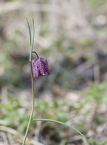 Fritillaria meleagris (Liliaceae)  - Fritillaire pintade, Fritillaire à damiers - Fritillary Somme [France] 29/03/2008 - 10m