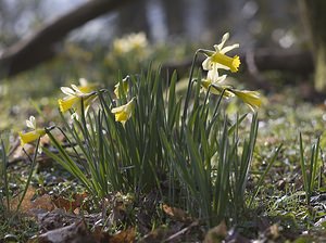 Narcissus pseudonarcissus (Amaryllidaceae)  - Narcisse faux narcisse, Jonquille des bois, Jonquille, Narcisse trompette Pas-de-Calais [France] 08/03/2008 - 100m