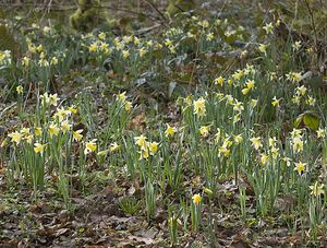 Narcissus pseudonarcissus (Amaryllidaceae)  - Narcisse faux narcisse, Jonquille des bois, Jonquille, Narcisse trompette Pas-de-Calais [France] 08/03/2008 - 100m