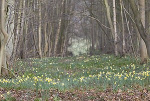 Narcissus pseudonarcissus (Amaryllidaceae)  - Narcisse faux narcisse, Jonquille des bois, Jonquille, Narcisse trompette Pas-de-Calais [France] 08/03/2008 - 100m