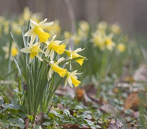 Narcissus pseudonarcissus (Amaryllidaceae)  - Narcisse faux narcisse, Jonquille des bois, Jonquille, Narcisse trompette Pas-de-Calais [France] 08/03/2008 - 100m